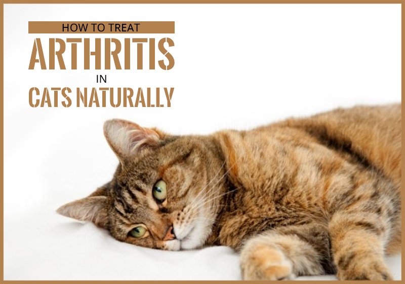 How to Treat Arthritis in Cats Naturally