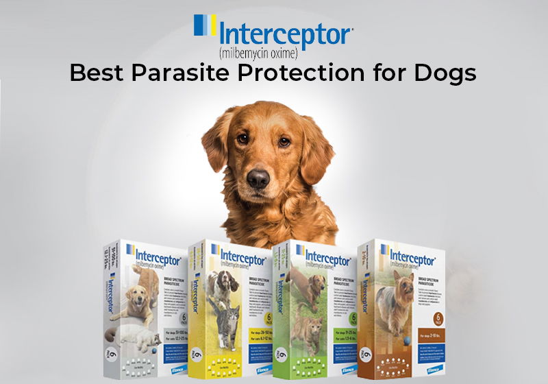 Interceptor – Best Parasite Protection for Dogs