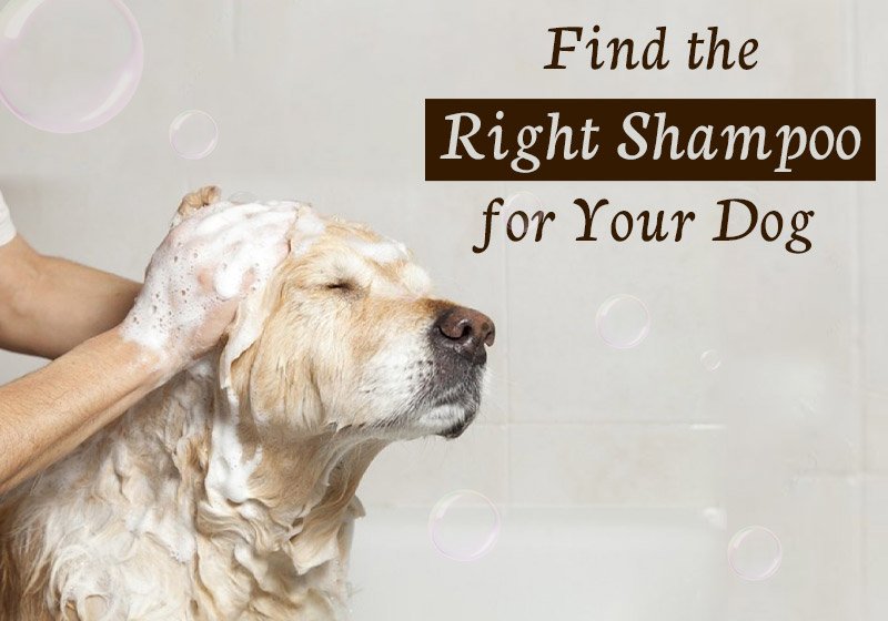 Find the Right Shampoo for Your Dog