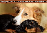 Why Dogs Need Year Round Heartworm Preventive Medication