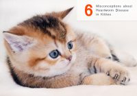 heartworm disease in cats and kitties