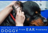 treating dog's ear problem