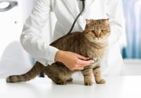 Top Health Issues Faced By Cats
