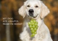 A dog with bunch of grapes