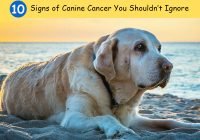 Canine-Cancer-Signs-Symptoms