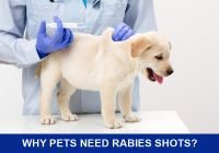 Dog-being-given-rabies-shots