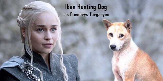 Iban Hunting-Dog-as-Daenerys-Targaryen