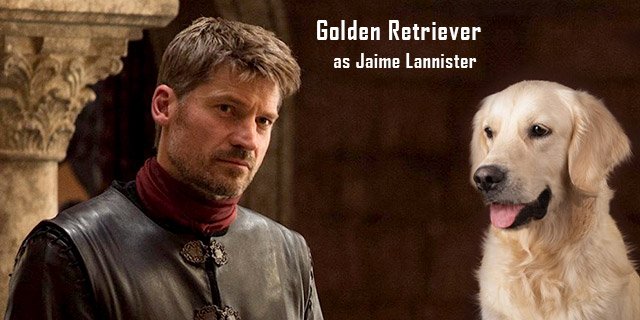 Golden-Retriever-as-Jaime-Lannister