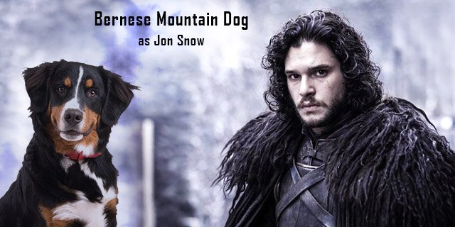 Bernese-Mountain-Dog-as-Jon-Snow