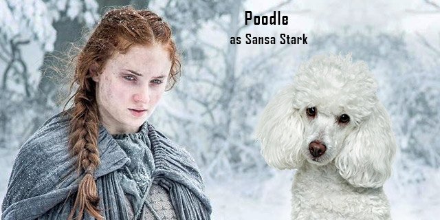 Poodle-as-Sansa-Stark