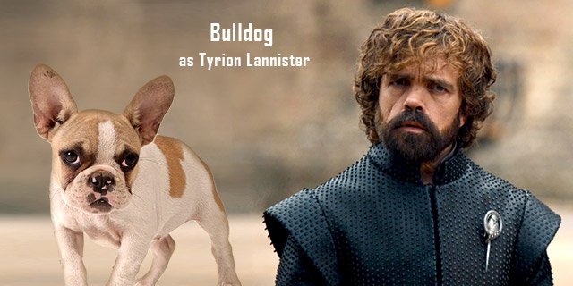 Bulldog-as-Tyrion-Lannister