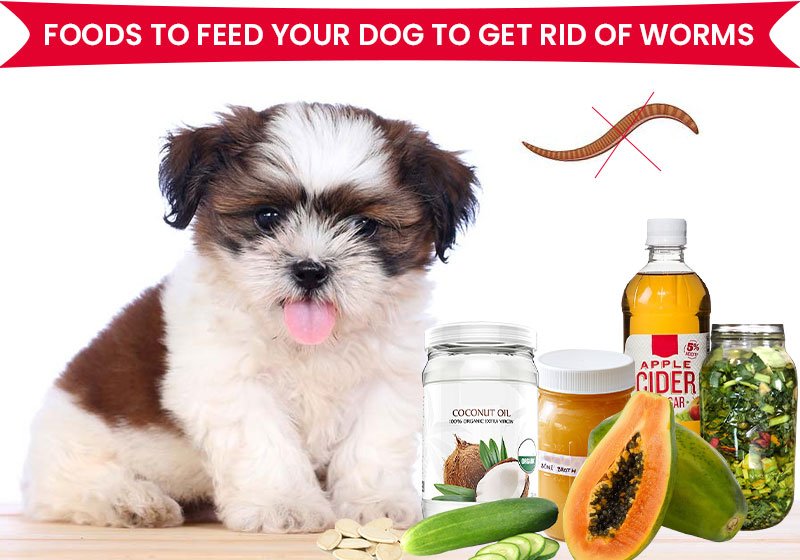 Foods to Feed Your Dog to Get Rid of Worms