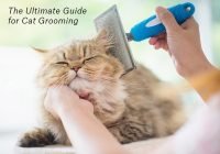 The Ultimate Guide for Cat Grooming