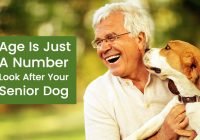Old dog health tips