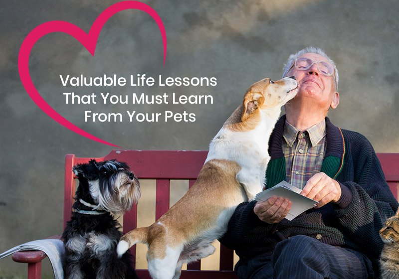 Valuable Life Lessons That You Must Learn From Your Pets