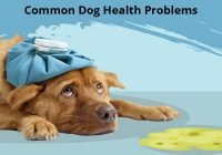 Common Health Problem in Dogs