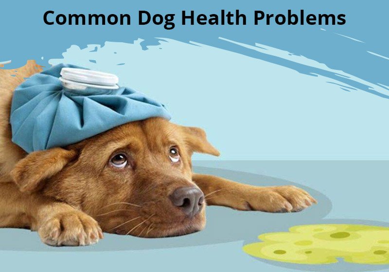 Common Dog health problems