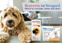 Nexgard vs Bravecto