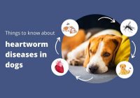 heartworm disease