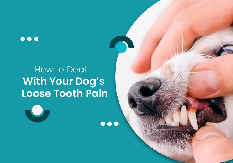 How to Deal with Your Dog's Loose Tooth Pain